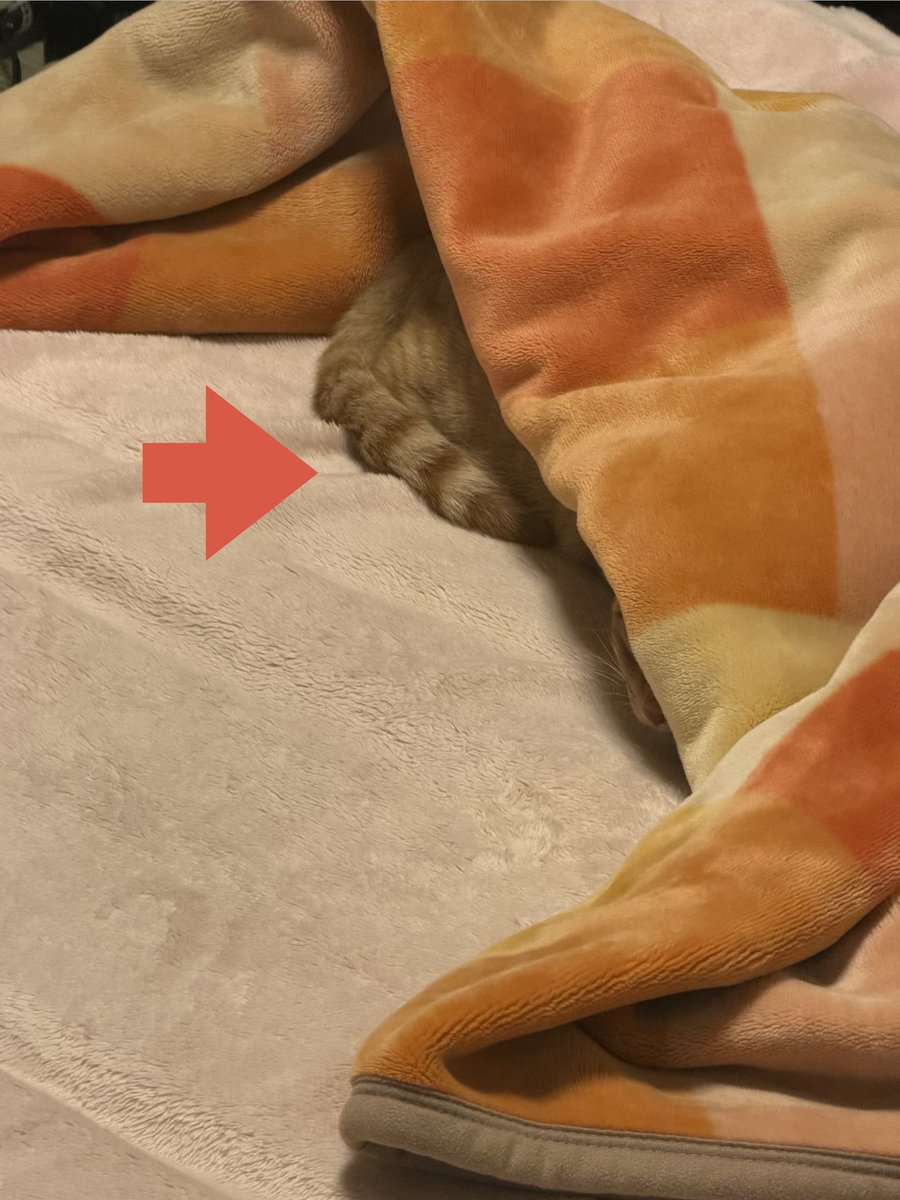 nikukyuuloveda's tweet photo. トイレ行ってる間にこれでした🤭

あったかいよね、そこ

#元保護猫
#猫のいる暮らし https://t.co/dC7ESv2IJm