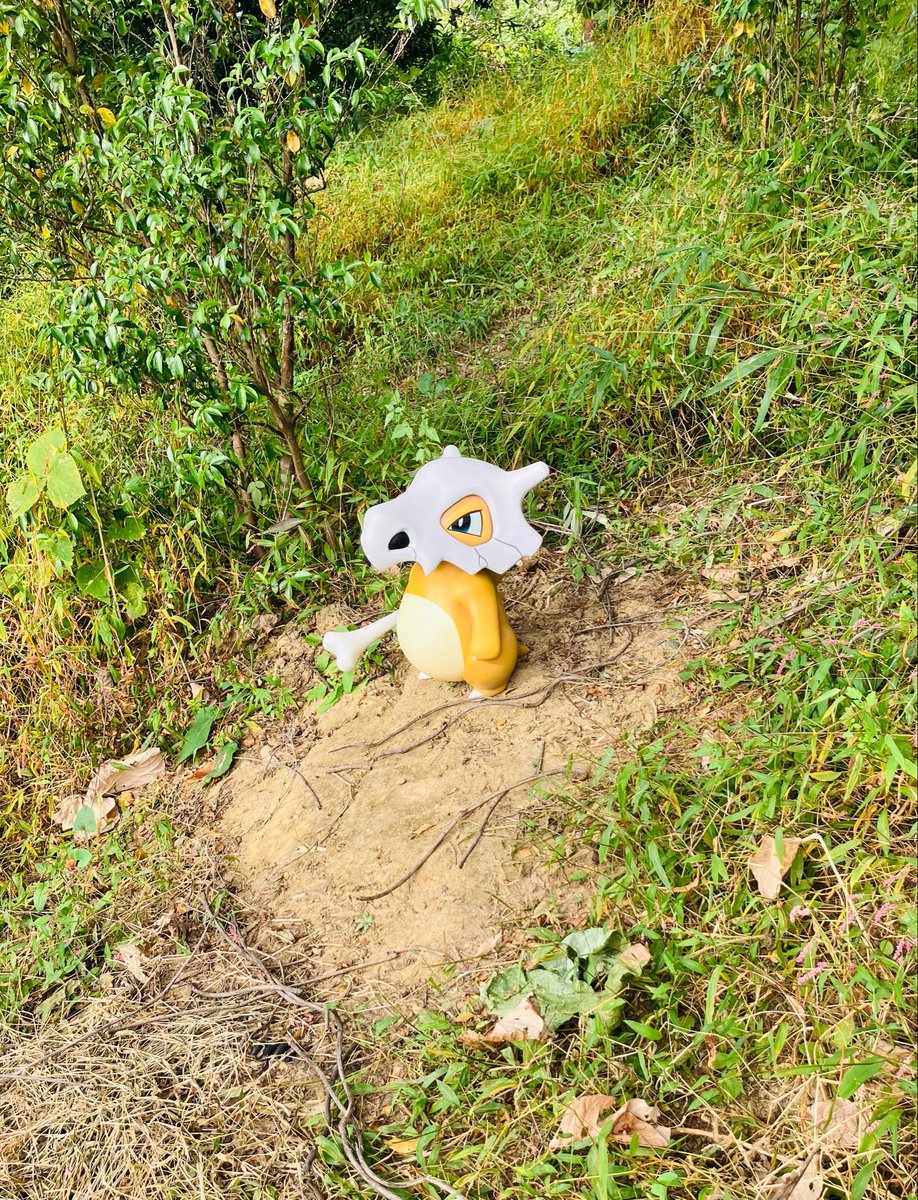Dandelion_1985k's tweet photo. 1匹でいるカラカラを見て「可哀想だな」って呟いていたら、近くのレンジャーさんが
「もしかしたらあのこが見守ってくれているのかもしれませんね」
って優しく教えてくれたのエモすぎた

いつかゲンガーが姿を見せて2人で仲良く暮らしてくれたらいいなぁ…って想像が広がるポケパークの最高の思い出😌 https://t.co/xMRsUul2rh