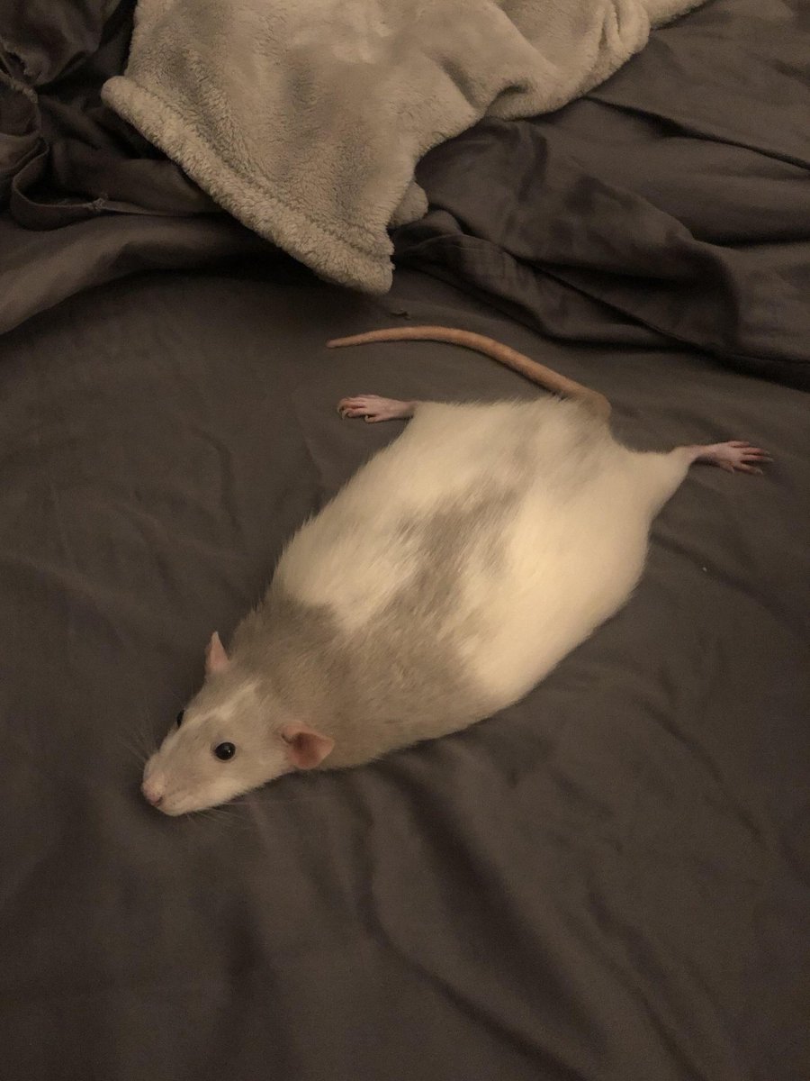 LegalizeRats's tweet photo. ITS FLAT RAT FRIDAY!! ✨️ https://t.co/J3ifGq20lA