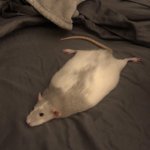 Photo by Bobby (RATS) (@LegalizeRats)
