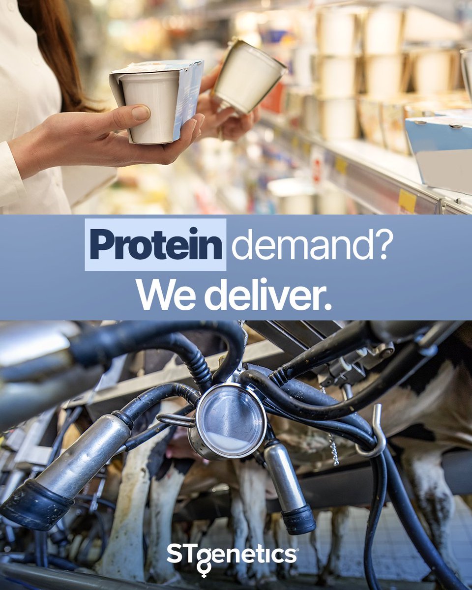 STgenetics's tweet photo. More protein isn’t just a consumer trend. It’s a signal worth watching for the dairy industry 📈
Looking to put more emphasis on protein? Explore sires like #VENOM, #VOUCHER, #UTILIZE, #FILLIS and #JETFUEL, along with more protein-focused options available in the August 2026 #STgenetics Specialist Catalog. All STgenetics sires are available in #4M™