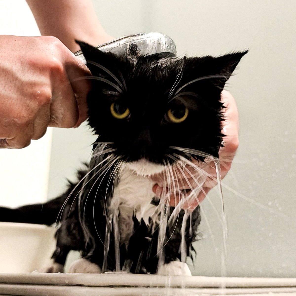 unicouniuni3's tweet photo. Uni is training his mind during bath time… https://t.co/Uk3RH8zogc