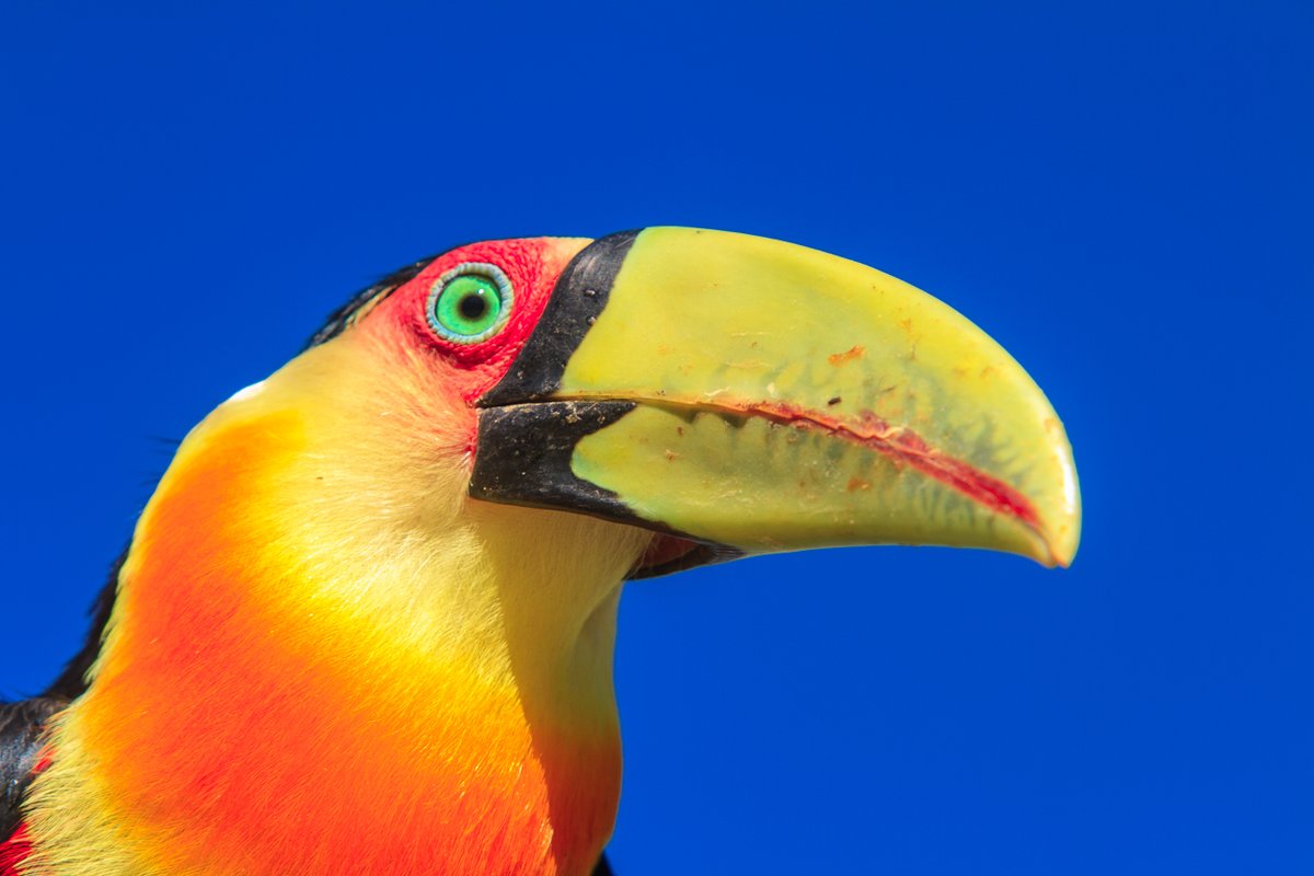 prefsp's tweet photo. Tem muito mais vida selvagem em São Paulo do que você imagina!

Entre prédios, avenidas e parques, a capital abriga mais de 1,4 mil espécies de animais silvestres, incluindo tucanos, preguiças, bugios, gambás e até serpentes.

E a Prefeitura trabalha para proteger toda essa biodiversidade!

Desde 2021, mais de 56 mil animais silvestres foram recebidos pela Divisão de Fauna Silvestre, com cerca de 8,7 mil reabilitados e mais de 22 mil devolvidos à natureza.

São ações de conservação, atendimento especializado e proteção dos habitats que ajudam a manter a fauna paulistana viva.

E vale lembrar: encontrou um animal silvestre saudável? Mantenha distância e não tente capturá-lo ou alimentá-lo.

Saiba mais: https://t.co/cWXG10KPjS