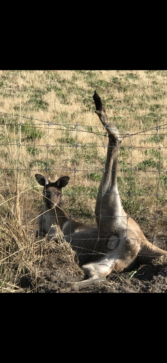 Kangarooei's tweet photo. @Kangarooei followers, update on male hanging in fence.Managed to inject him with all meds needed for recovery. He was very grateful and did not panic,rested after a few hours then moved to a tree. After several checks he had left this morning.A lucky boy, imagine dying in fence https://t.co/2RFzv6ESPc