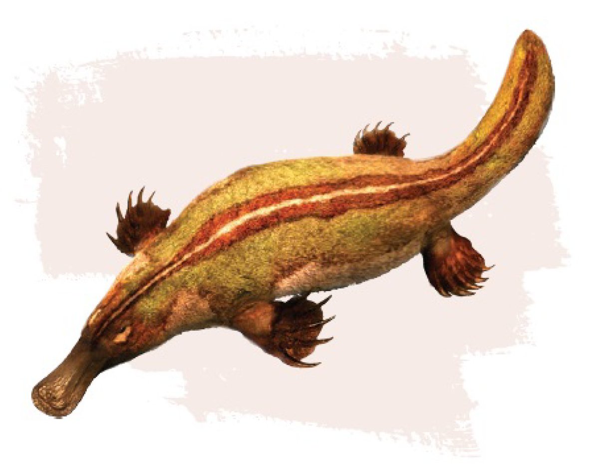 EDGE_Science_'s tweet photo. 🚨NEW STUDY DROP🚨

Fossil teeth belonging to the toothed platypus genus, Obdurodon, have been described from a deposit from New South Wales dating to.....the Pleistocene! All previous specimens were from Oligocene to Miocene! Ultimate Ghost Lineage!

🎨: JuliusCsotonyi https://t.co/FfgKlCiRgl