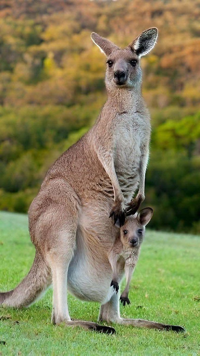 PopBase's tweet photo. Today is World Kangaroo Day. https://t.co/lDvZ5KVnh9