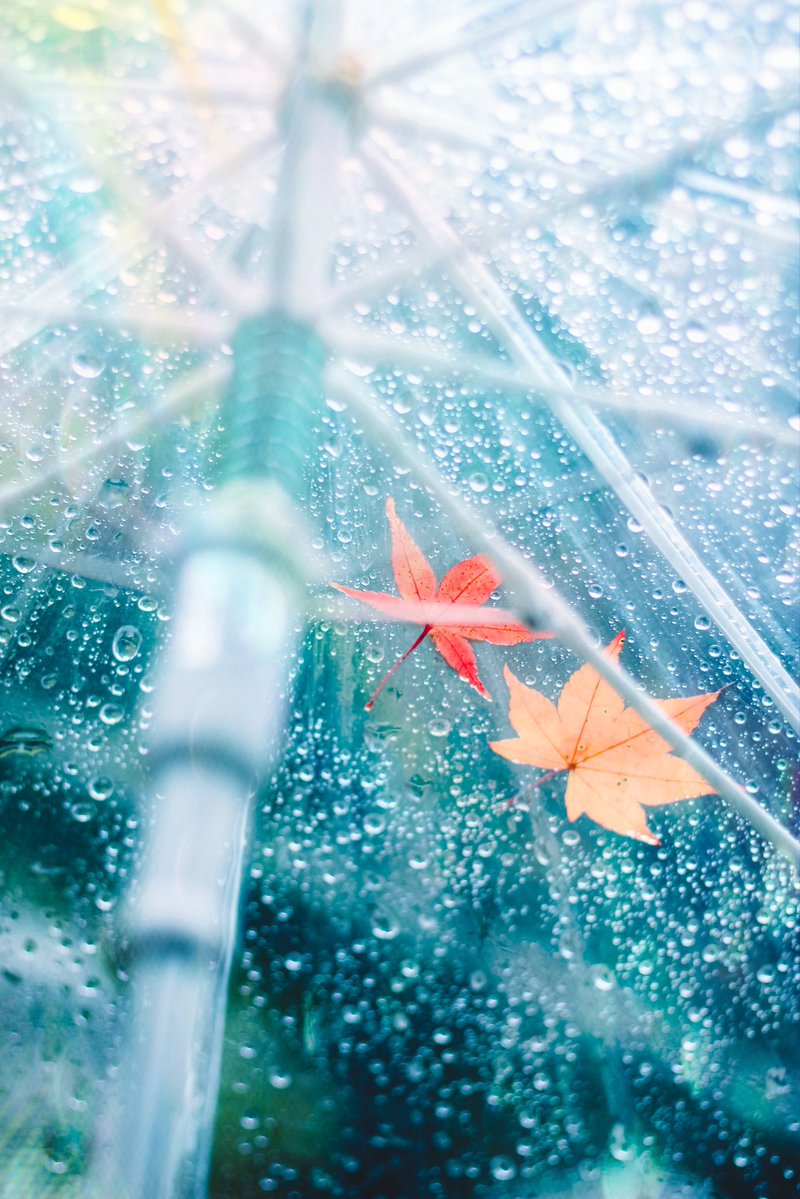 soda___oO's tweet photo. ⁡雨が降るたび、世界は少し美しくなる。
ここは、秋のひみつの桃源郷。 https://t.co/kpBzjhclSc