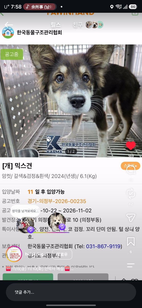 for_rWen_house's tweet photo. 너무 예쁜데 11월첫째주 안락사 명단이래요ㅠㅠㅠㅠㅠㅠ https://t.co/Mlgl35oCMJ