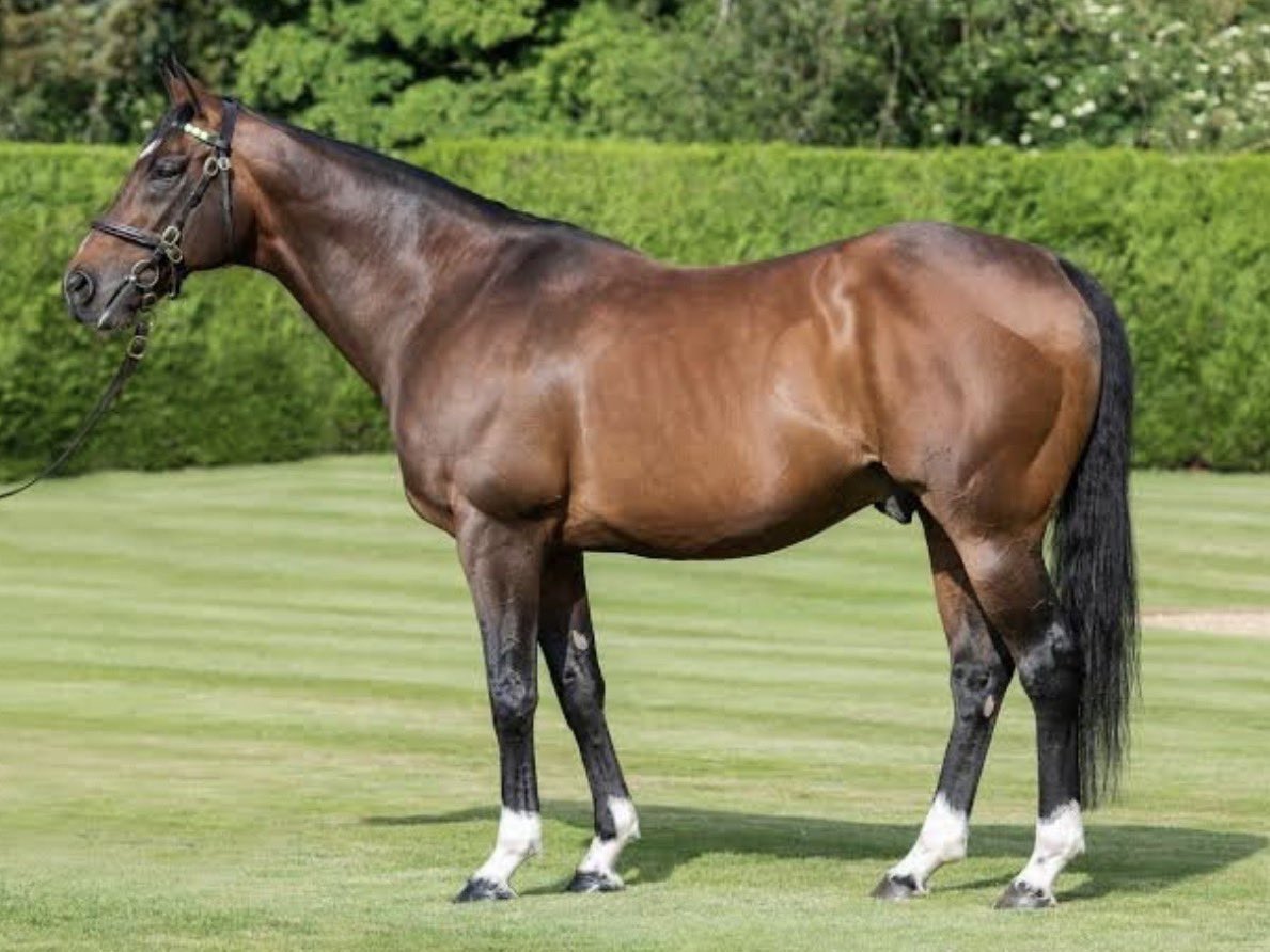 alett15's tweet photo. 🏇 Hipismo Internacional…!!!
FRANKEL, uno de los mejores sementales del mundo, sirvió 202 yeguas en la temporada de monta 2026, de las cuales, (30) son de sus dueños, el @JuddmonteFarms (49) propiedad del @godolphin y (23) del @coolmorestud https://t.co/XsIz6HfxnD