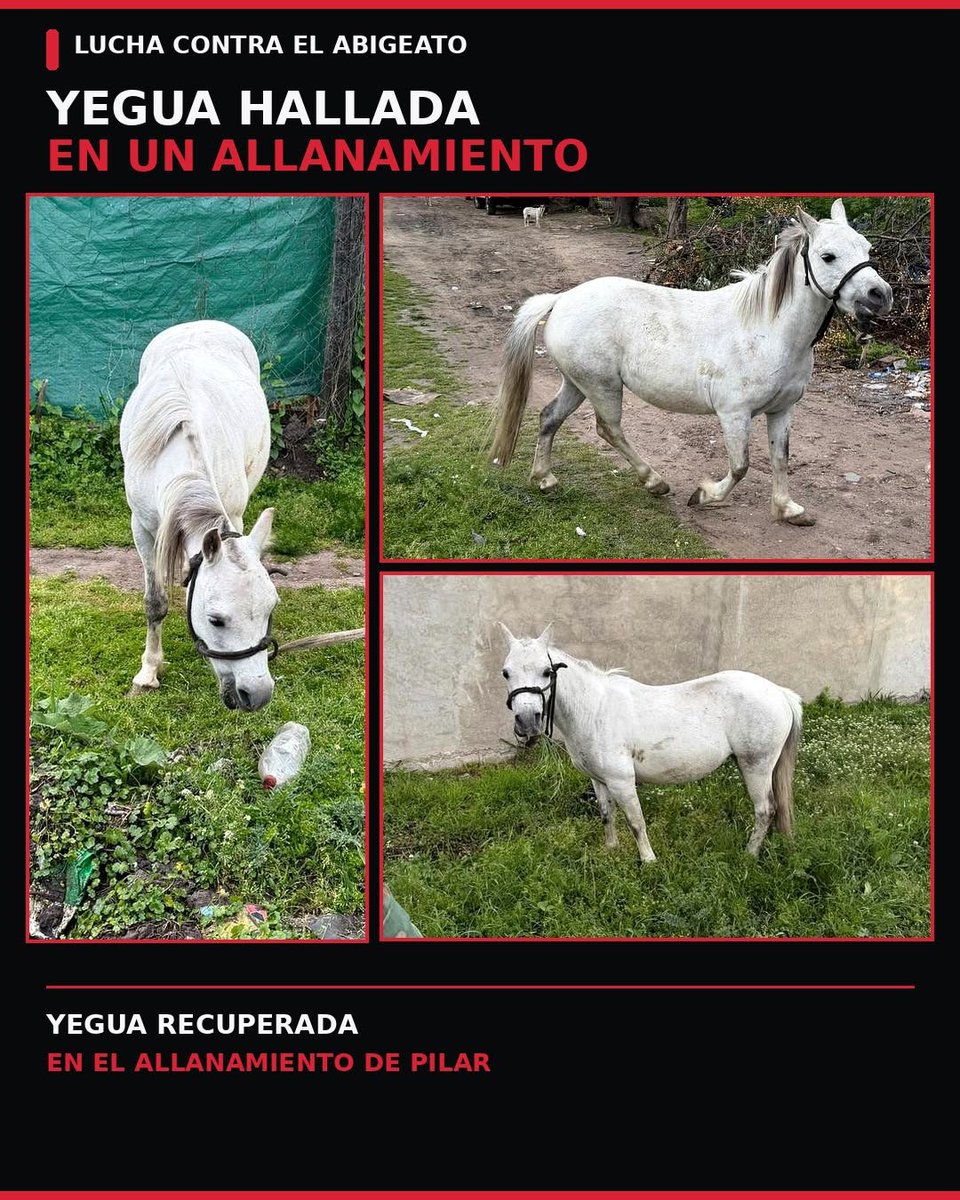ACMACABALLOS's tweet photo. 🚨 BUSCAMOS A LOS PROPIETARIOS DE ESTÁ YEGUA 

Está yegua  fue secuestrada  durante un allanamiento y estamos buscando a sus posibles propietarios.

📢 Si la  reconocés, tenés información sobre su procedencia o conocés a sus dueños, por favor, comunicate con ACMA.

AYUDANOS A QUE PUEDA VOLVER CON SU FAMILIA.

Compartir también ayuda. 🐴