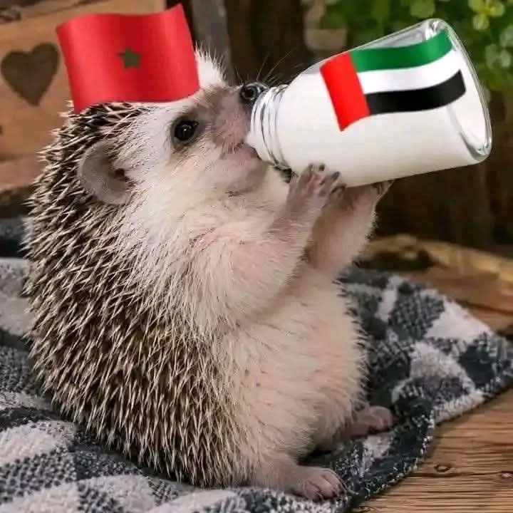 BrjSolitaire's tweet photo. @HasouhK @DREAMERCUP ارضع واسكت لا يقطعوا عليك الخبزة https://t.co/hSD4AAftiR