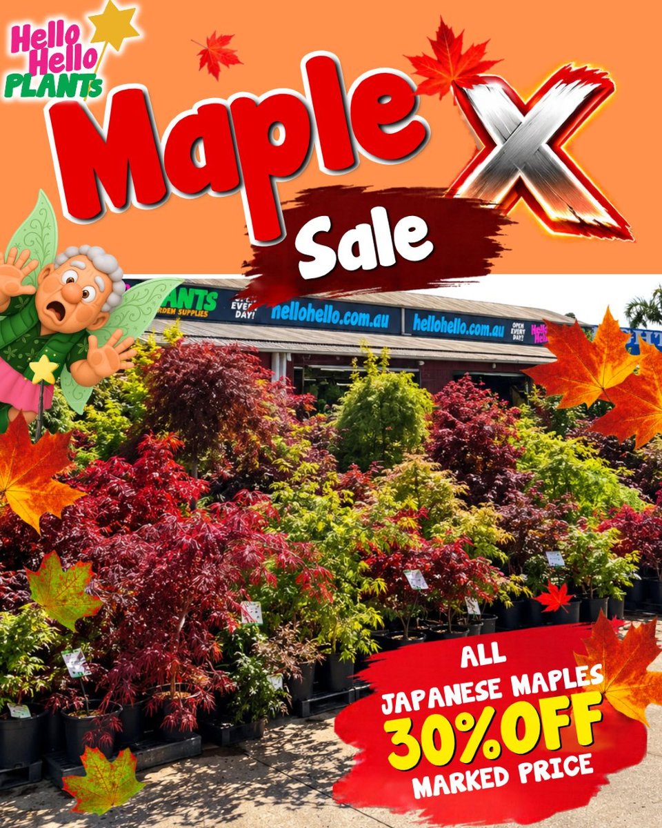 Hellohelloplant's tweet photo. 🍁 MAPLE X IS STILL ON — 30% OFF ALL JAPANESE MAPLES! 🔥😍

Your dream Japanese Maple is waiting for you! With so many stunning colours, shapes and varieties, now is the perfect time to find your favourite! 🍁

🔥 ONLINE &amp; IN-STORE!
🛒 https://t.co/bl1zPzy2Mz

#HelloHelloPlants https://t.co/LHw6tjIqcR