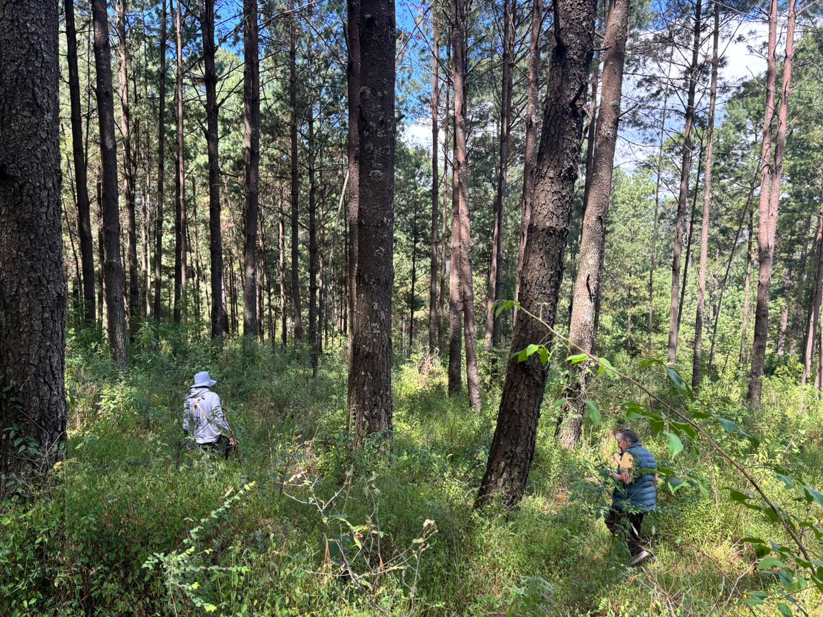 Probosque_'s tweet photo. Tras detectar 3 brotes afectados por insectos descortezadores, brindaremos el apoyo técnico necesario para salvaguardar la salud del arbolado. Sanar un árbol es cuidar el corazón verde de la tierra. #ElPoderDeServir https://t.co/jyEBNTnfMf