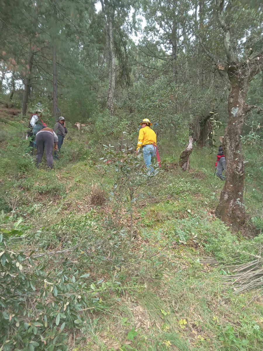 Probosque_'s tweet photo. #ActividadesSilviculturales | En el Ejido San Jerónimo de los Dolores, municipio de #SanJoséDelRincón, las Brigadas 511 y 512 de #Probosque unimos voluntades con el comisariado ejidal y la comunidad para realizar trabajos de prevención. #ElPoderDeServir https://t.co/3degmAYFXJ