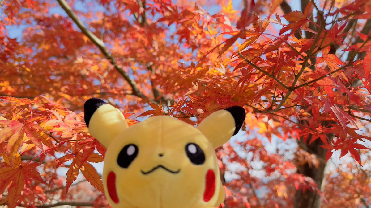 onigiri2525go's tweet photo. 10月もあと少しなので久しぶりのタグ🏷️
ぬいの写真を撮ったりしてます✨
ポケモン大好きなので繋がれたら嬉しいです✨
♡or↺で気になった方ゆっくりお迎えします🙇
#ポケモン好きな人と繋がりたい 
#ポケモンぬいトレーナーさんと繋がりたい https://t.co/9vbCUFlNsR