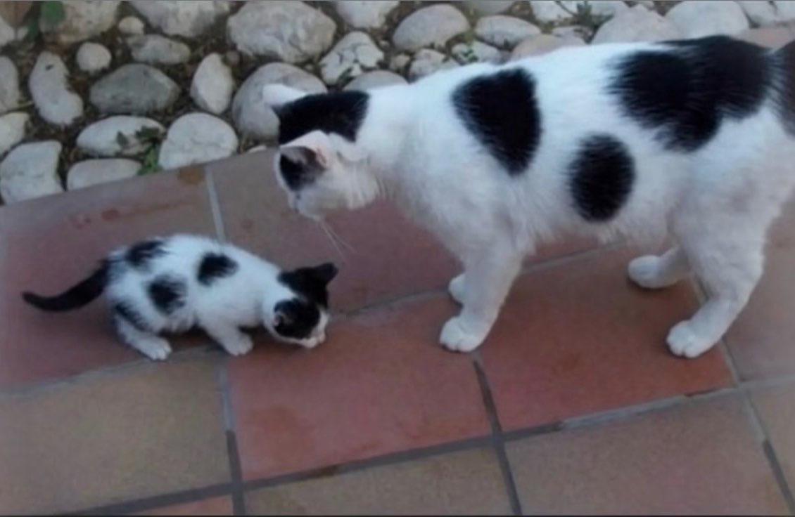 gatinarios's tweet photo. a mamãe vaca olha pra seu filhote vaquinha https://t.co/i4QR9DzwAF