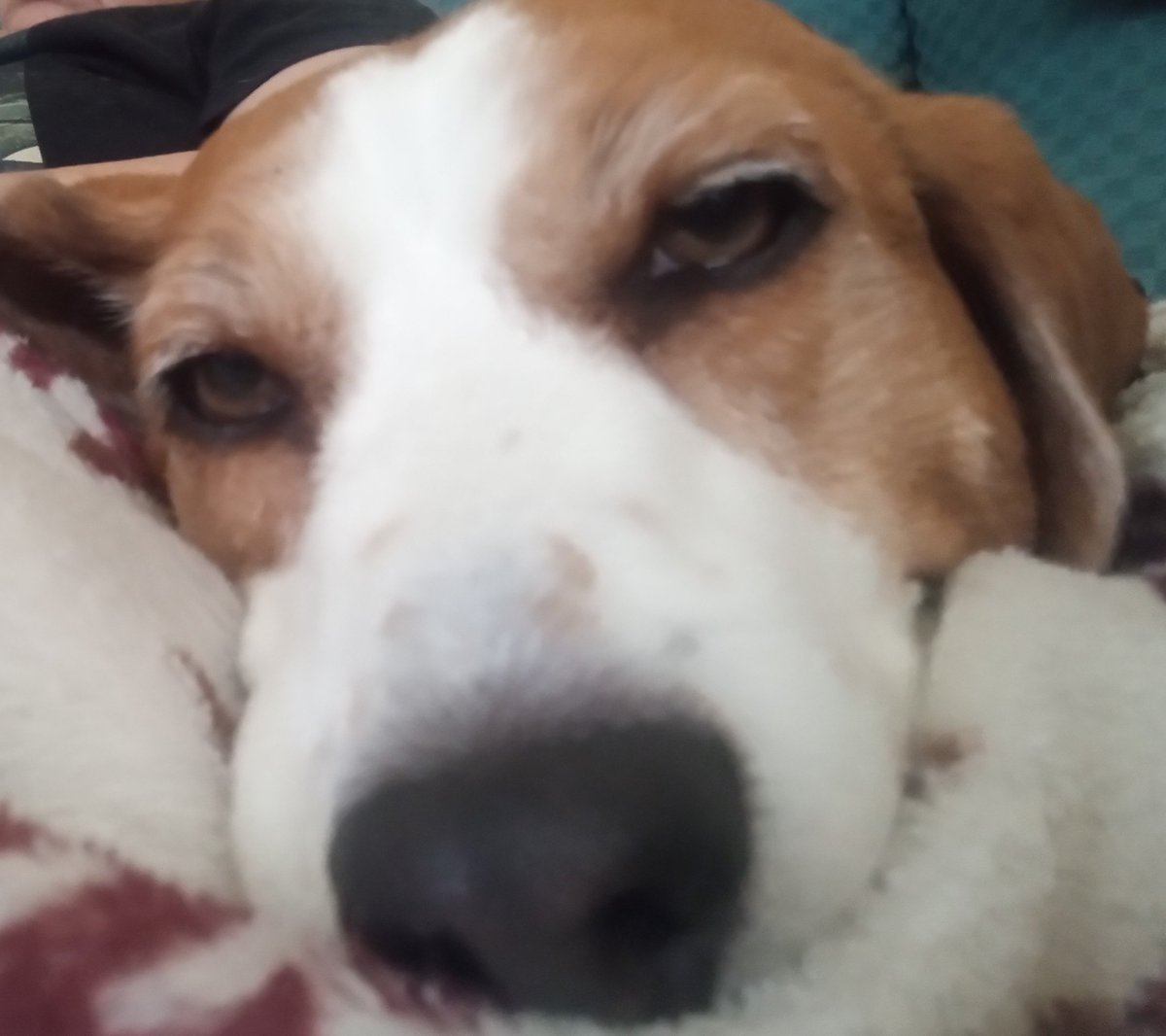 WeeklyBeagle's tweet photo. @beaglefacts @dugalira I feel ya, lil buddy. https://t.co/L578Kpft7a