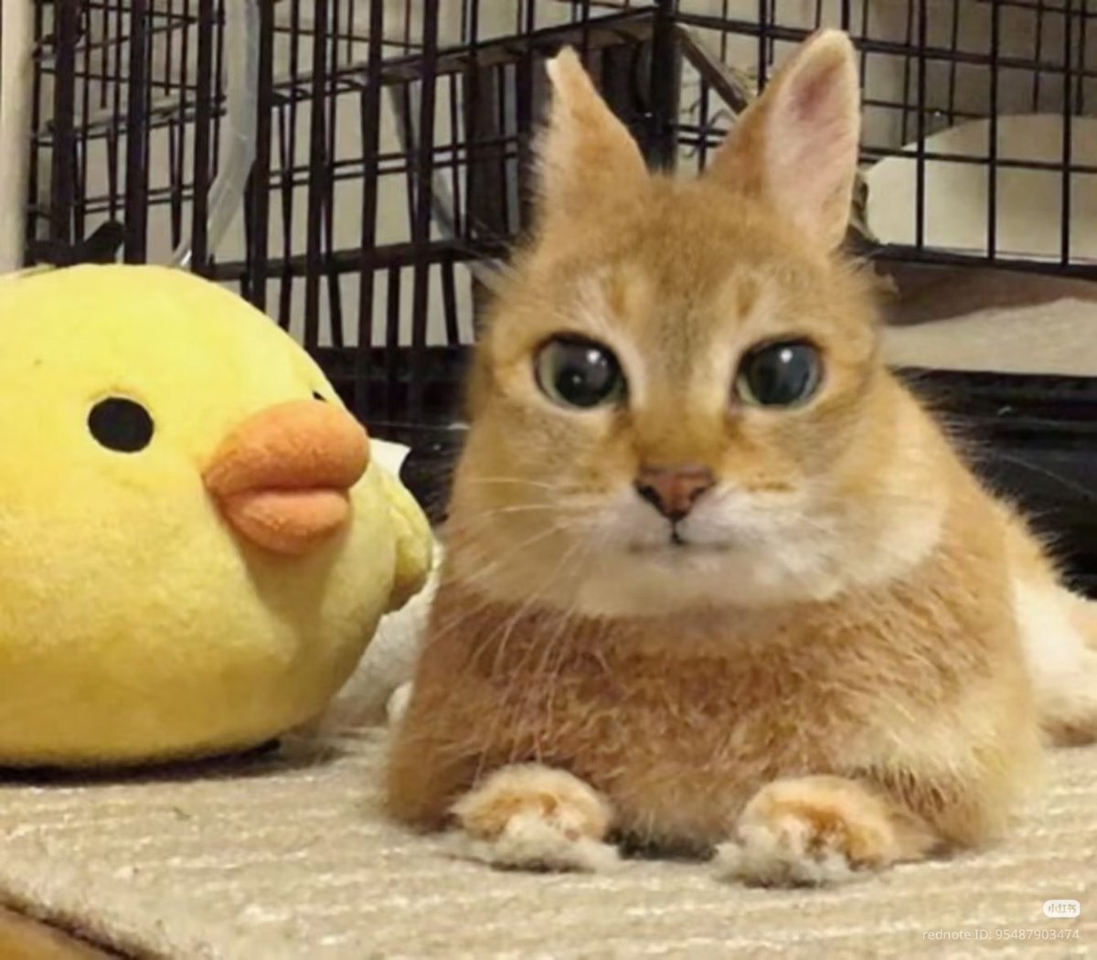 kurisuzune's tweet photo. Mood rn https://t.co/3npiFH4r6G