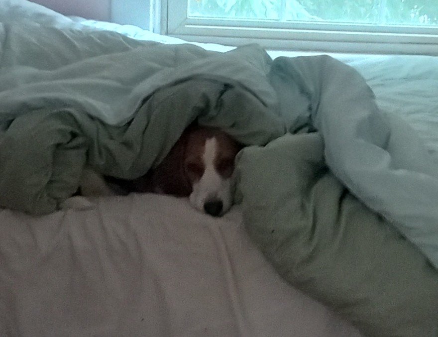 WeeklyBeagle's tweet photo. @Kristen_Rosales It's a dogs world dat we choose ta share wiff a lucky few. https://t.co/e6wD8dh3W0