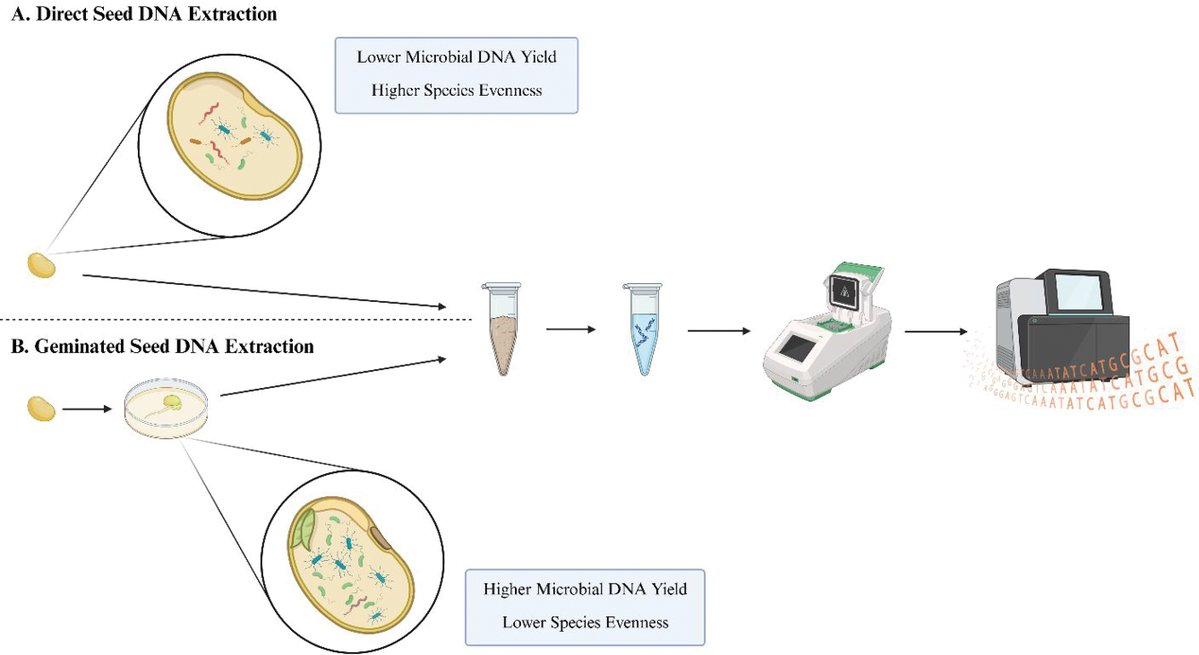 CanJMicrobio's tweet photo. 📣 #CJM #EditorsChoice 🧫🔬
Crop domestication, selective breeding, and the seed microbiome: a call for further research | Farago et al
https://t.co/AsycnZ6cLa
https://t.co/JIe2xV0Cde

#FreeAccess #SeedEndophytes #Domestication https://t.co/WBpD4H5SLF