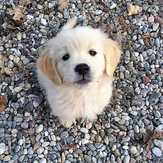 nerdyverz's tweet photo. pookie https://t.co/uViAITwJjJ