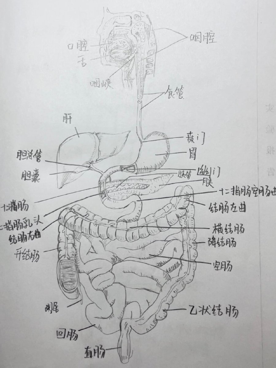 jPLCBUHkel23675's tweet photo. [胰臓]って、膵臓のことだって今日知った！胃腸の調子も整えなきゃ， https://t.co/2nGOZijN8m