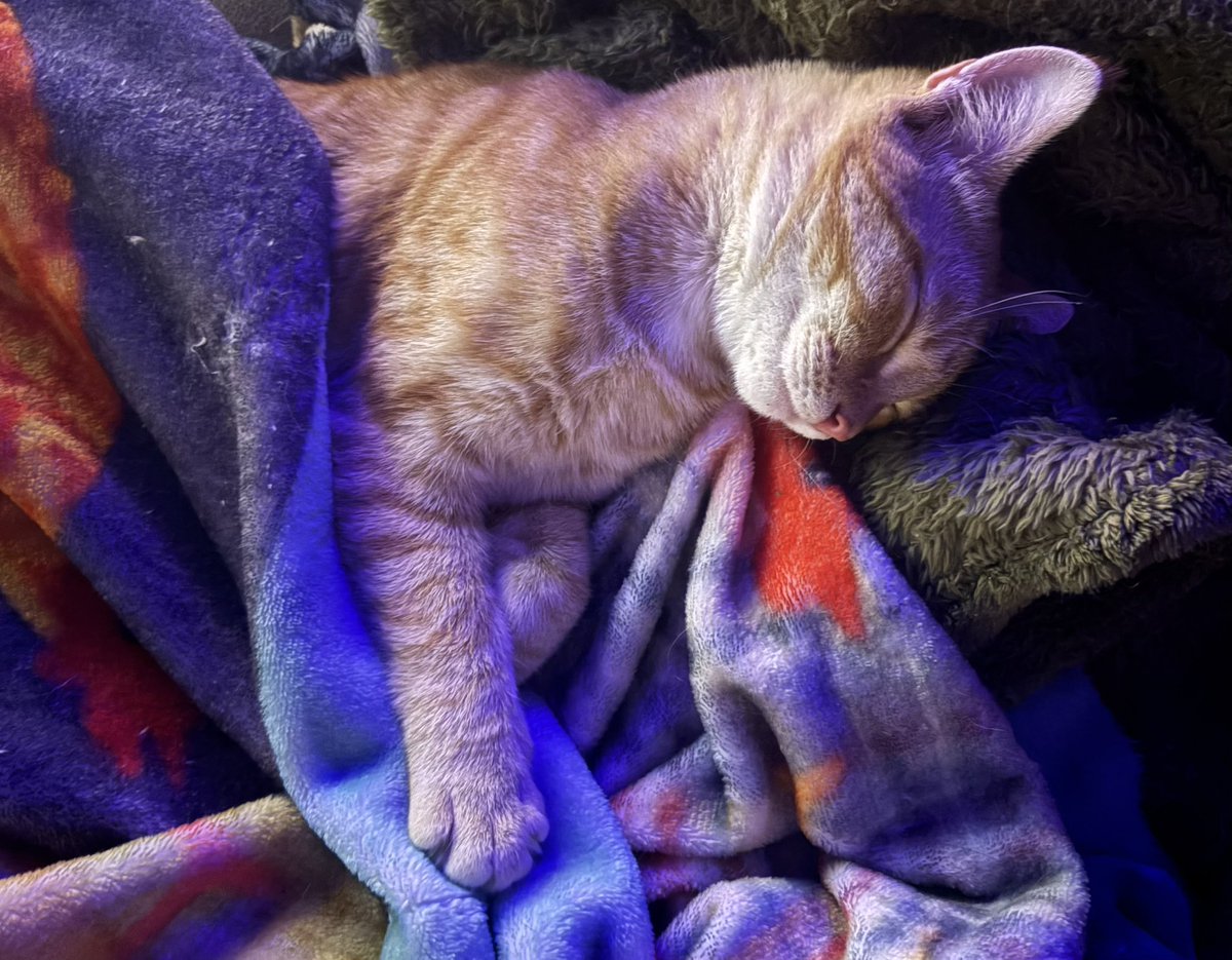 Opiumbrella's tweet photo. Squanchy is still baby 😍 but he is getting so big 😭 https://t.co/L9C7JYuxRz
