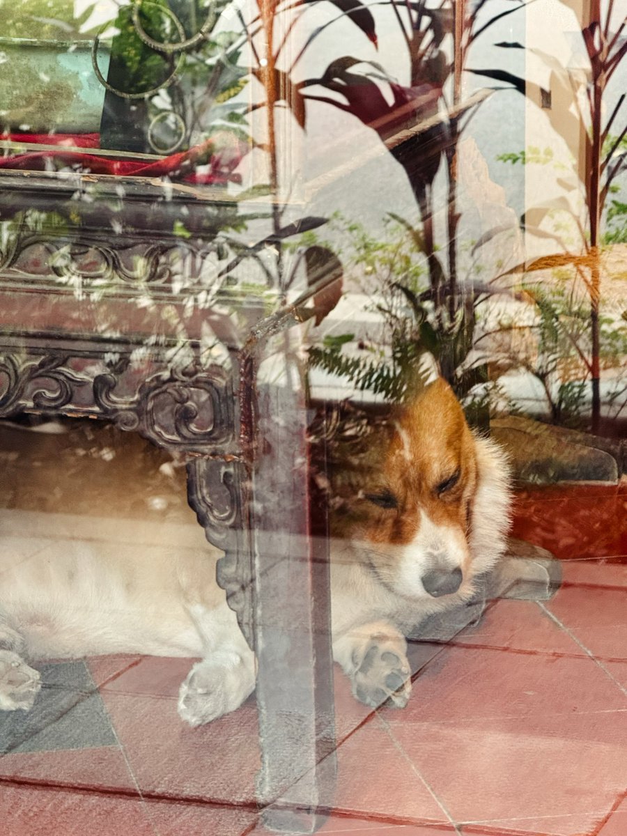 bobbydevito's tweet photo. Corgi security sometimes needs a nap 😴 https://t.co/r1S8dUJnA2