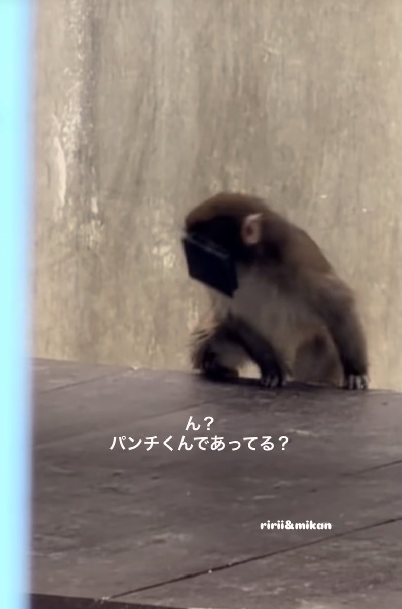SeasonsJunho's tweet photo. @ichikawa_zoo Could you remove all plastics objects in the zoo? I saw some babies and Punch has eaten the plastic !!!! https://t.co/d1vbSDLslk