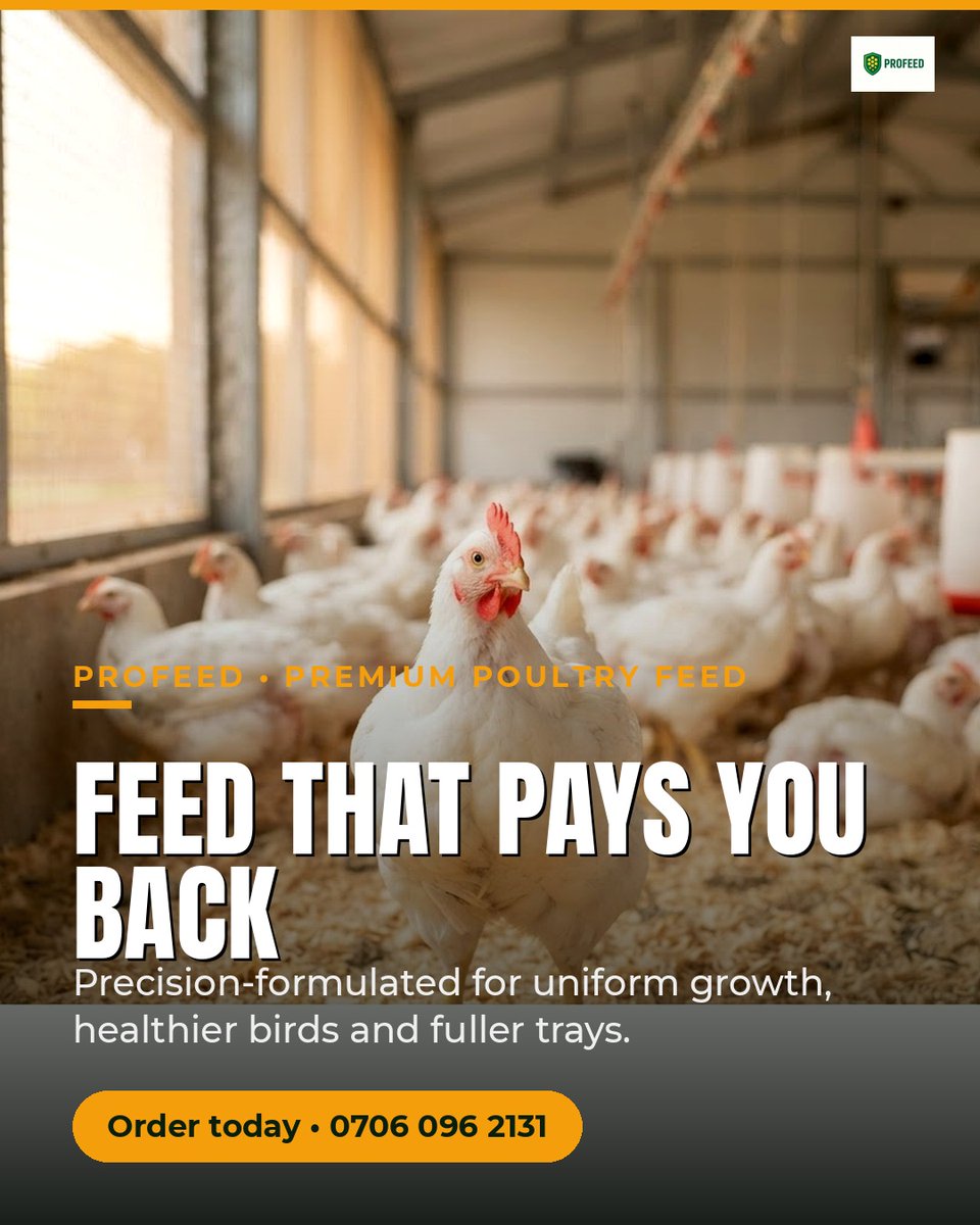ICHIEDIKE1's tweet photo. Leftover feed is not free feed. Count usable closing stock, value it from purchase records and carry it into the next batch without double-charging. Check suitability and storage dates first. Profeed: 0706 096 2131.
#Profeed #PoultryBusiness https://t.co/fUWaTH5iqd