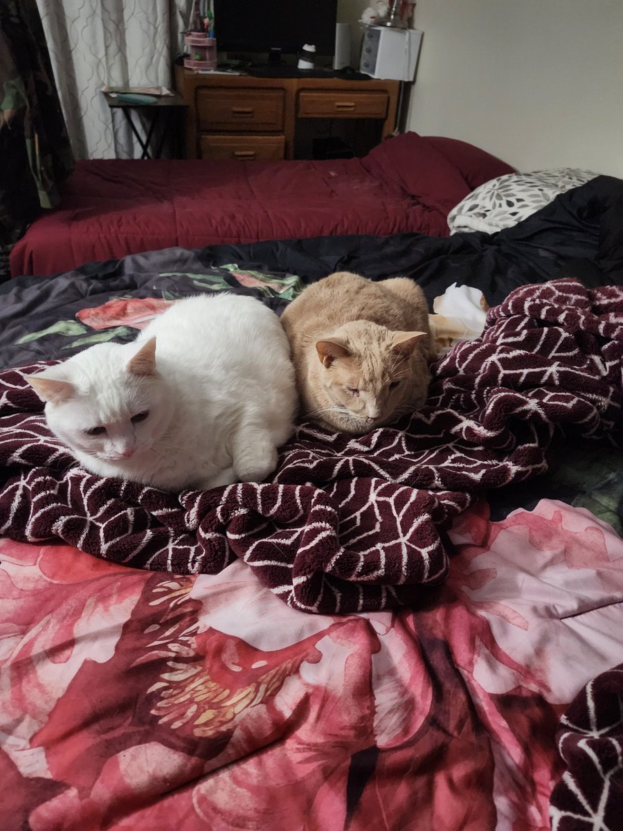 Zakku_san's tweet photo. Turkey Bois! #Cat #Cats #Catto #Cattos #Kitty #Kitties #CatsOfTwitter #CatsOfX https://t.co/gaXlN11E25