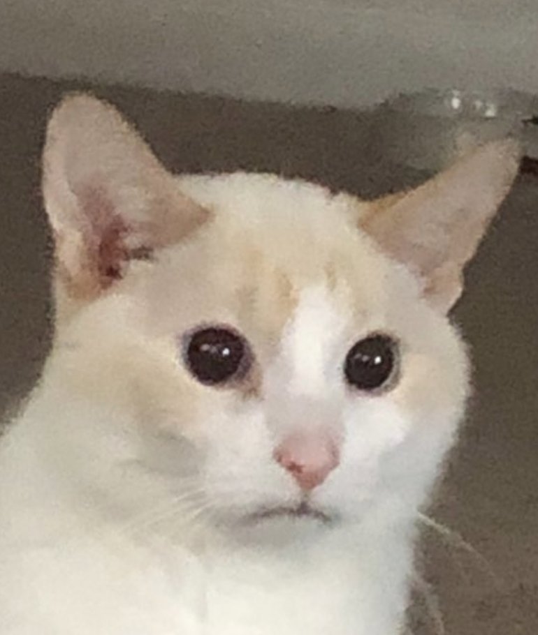 ganymedeshouse's tweet photo. i am a kitty cat........................... https://t.co/XhzjfmZZUQ