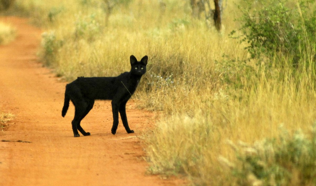 mammalsoftoday's tweet photo. this is what melanistic servals look like

black servals were long thought to live mainly in east africa's highlands, but they're seen regularly in the lowlands of kenya's tsavo

📸: Stan Rullman (CC BY 4.0)
https://t.co/RIbv3cqtpR https://t.co/7fHAKondiK