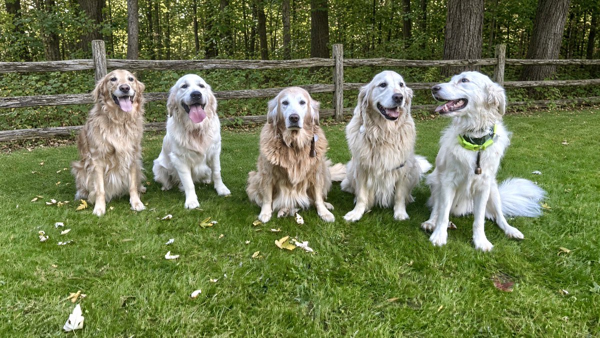 MikeFrezon's tweet photo. GUYS! MAJOR SHENANIGANS! Both Cousin Jack (far left) AND Cousin Oscar (2nd from left) came over for a visit. We played and ran hard all day & night (except for posing for some pix for Dad)! FUN!
-Sophie, Pete & Augie
#BrooksHaven #GoldenRetrievers #grc #dogcelebration #FiveGoldens