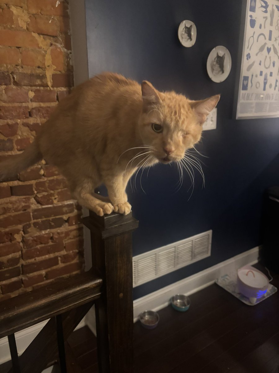 wormbuxx's tweet photo. For months he’s been trying to get all four paws on the bannister and tonight POUNDCAKE DID IT! https://t.co/lLAnelybwC