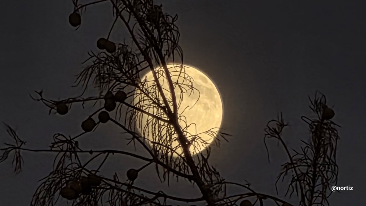 NormaOrtizRodr4's tweet photo. Hermosa nuestra Luna desde Frisco, Texas.  Linda noche  @DeborahTiempo @adamonzon @SLopezTiempo @rcortestv2 @carlosomartv @Carlostoletv @zamiratv @EliRobainaTV @SusanSoltero @CycloforumsPR @hectorroldantv @KevinDelbrey @PRClimate @Zona_del_tiempo @TWAPuertoRico https://t.co/66KZI0zCqC