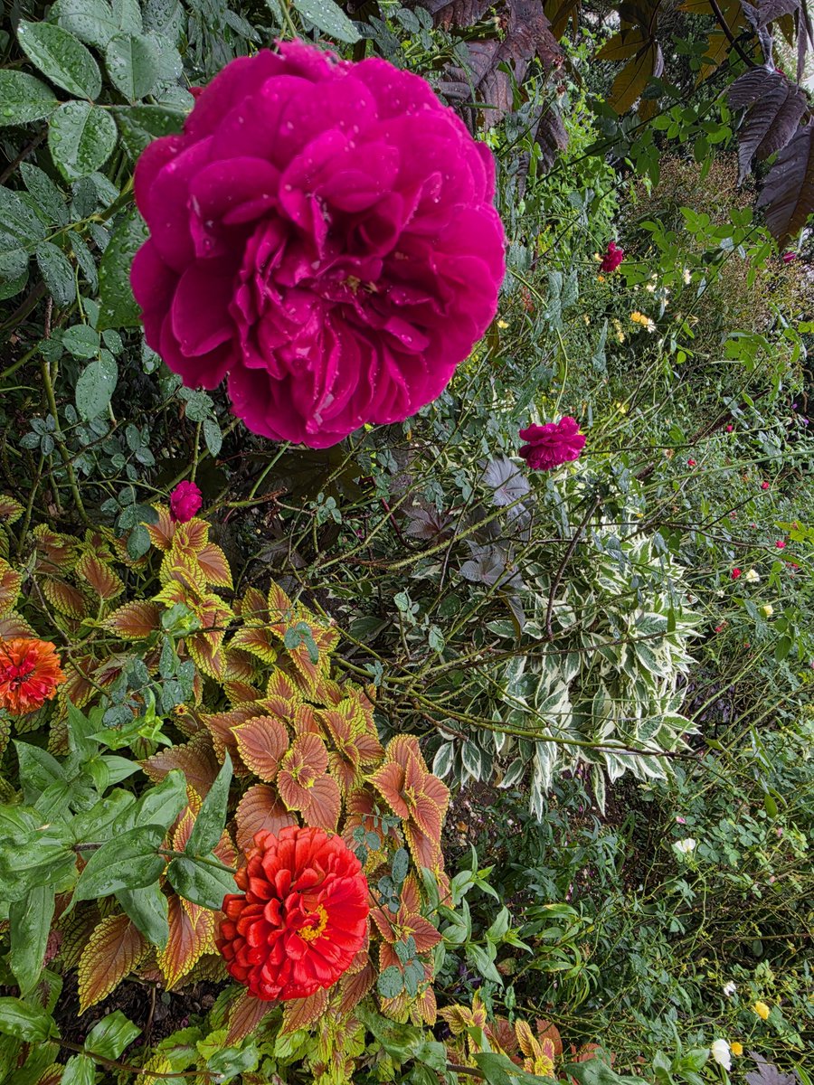 2YoWNixEd4kBBHS's tweet photo. もーにんぐからの薔薇 https://t.co/dY80lD37x6