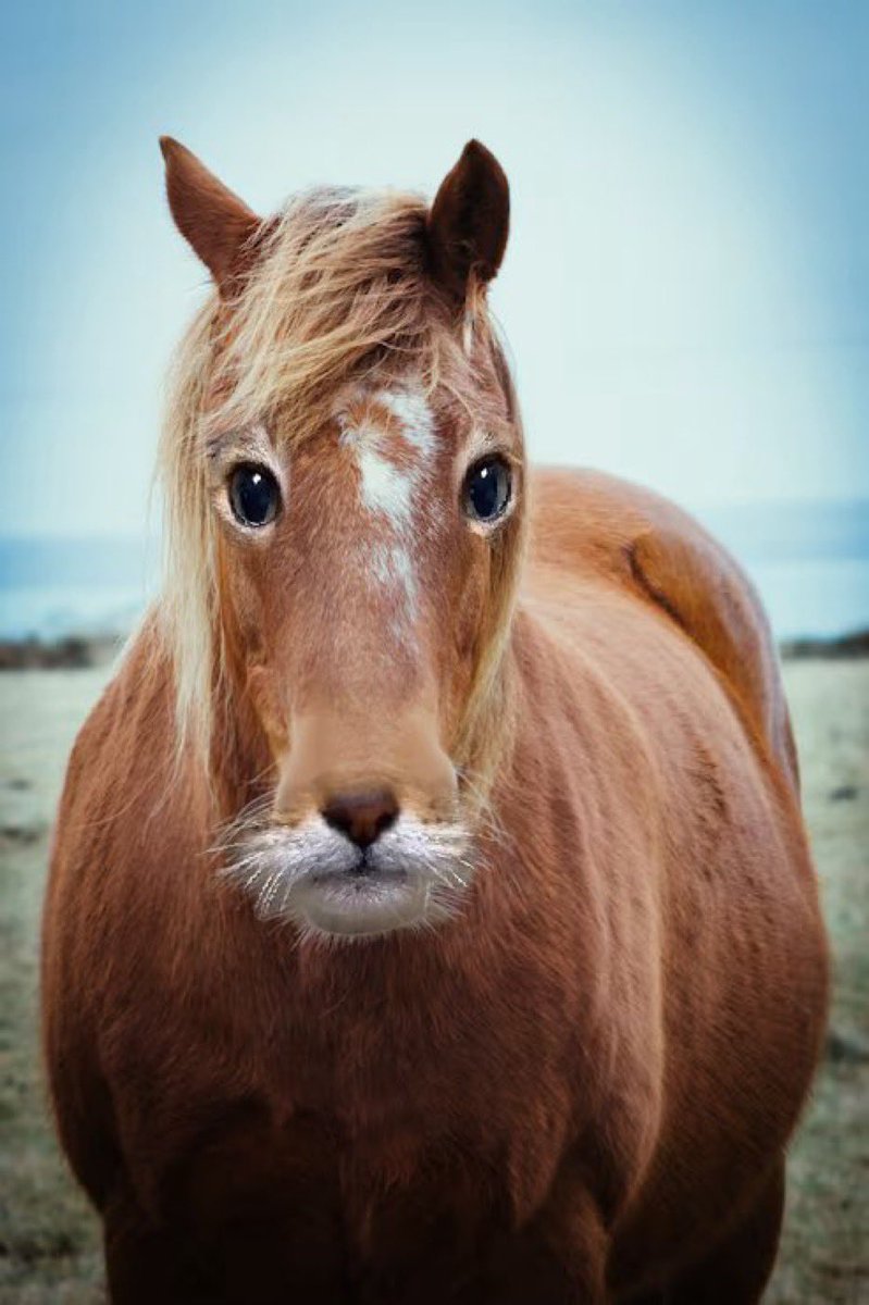 Kaxi3D's tweet photo. neigh https://t.co/5pkk7gO0Cz