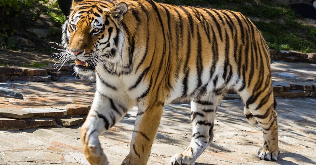AltaiFanPage's tweet photo. Some people want Altai gone.

The park kept him.

He’s still out there in his enclosure at Yorkshire Wildlife Park, same as before.

Calm. Huge. Doing tiger things.

Never mess with Mother Nature.
#Altai #AmurTiger #YorkshireWildlifePark https://t.co/TDGCfkkALe