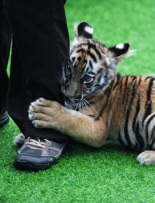 nyatae_vvvvv's tweet photo. 足にしがみつく小虎🐯🥹 https://t.co/RNBs6DK1tN
