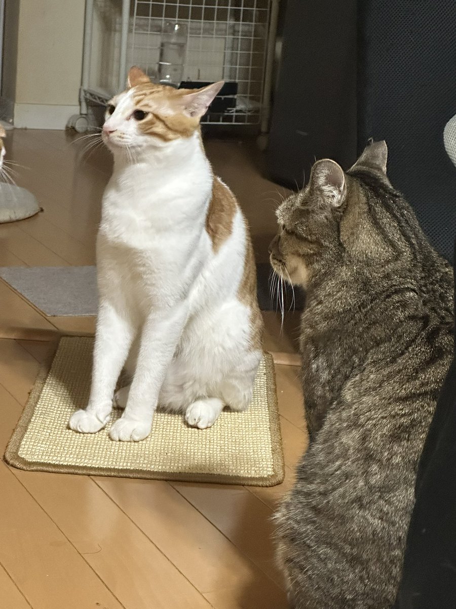 namamugi_cat's tweet photo. 麦に怒られました https://t.co/FEpeIVvCZY