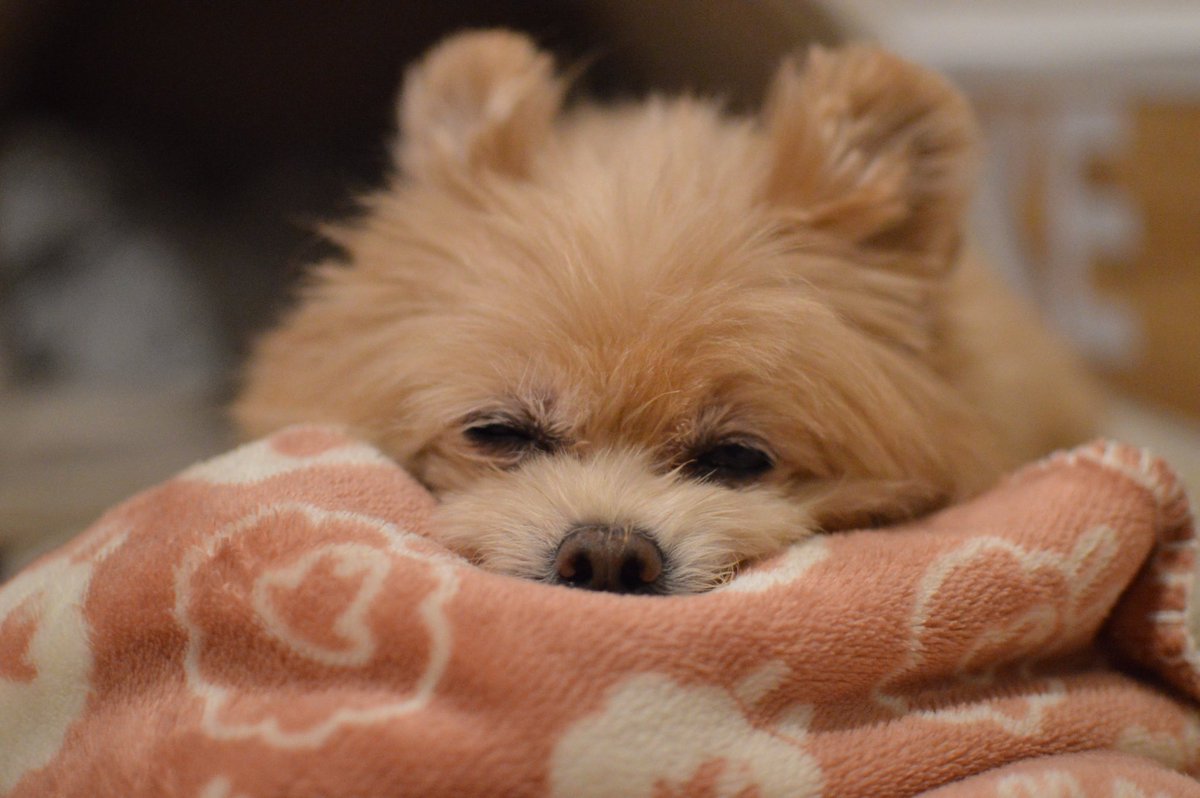 cafecampagne11's tweet photo. 初めてのインフルエンザA型。
病気になると犬の世話大変💦元気でいないと。。 https://t.co/MmLKtVehR6