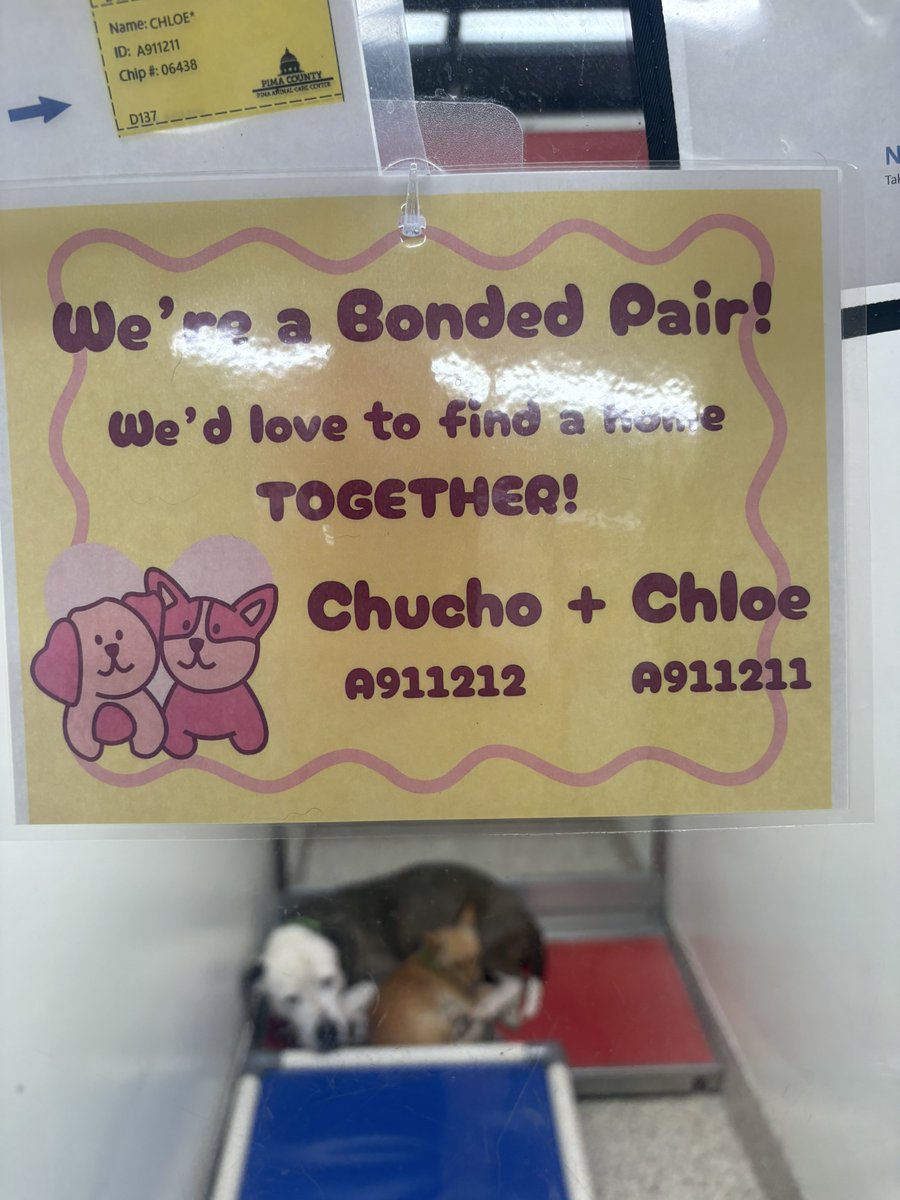 desilvanic's tweet photo. Saw something very cute at the shelter today https://t.co/eiVVtRlAkw