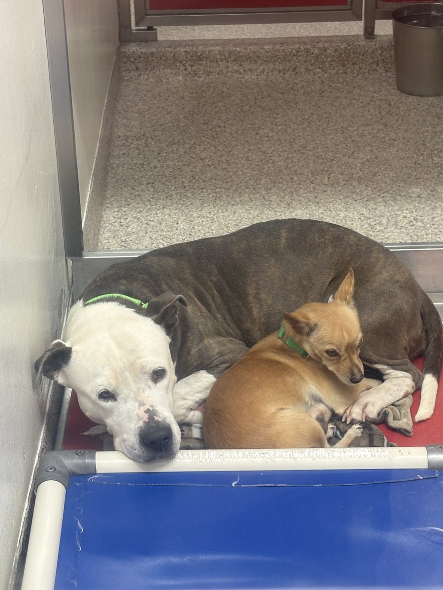 desilvanic's tweet photo. Saw something very cute at the shelter today https://t.co/eiVVtRlAkw