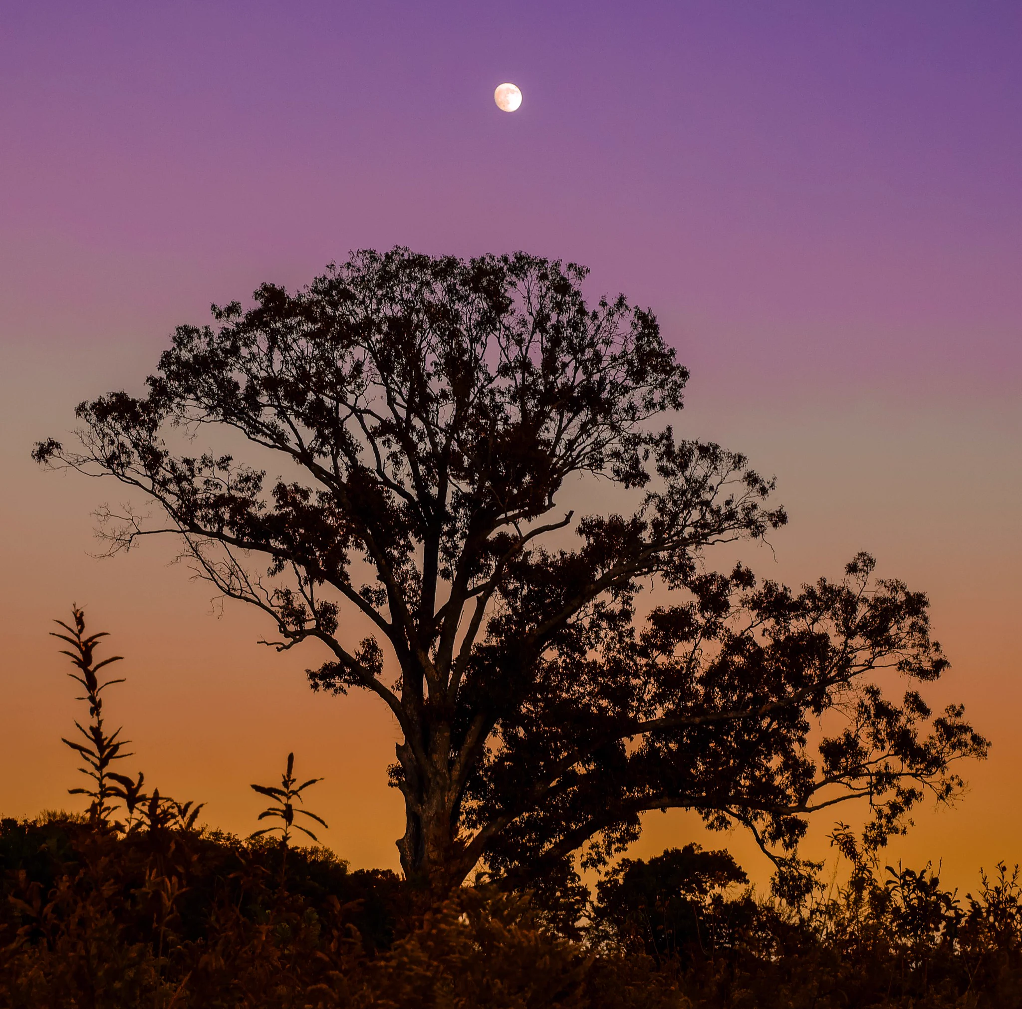 Josh Katcha’s photography and video on X: 