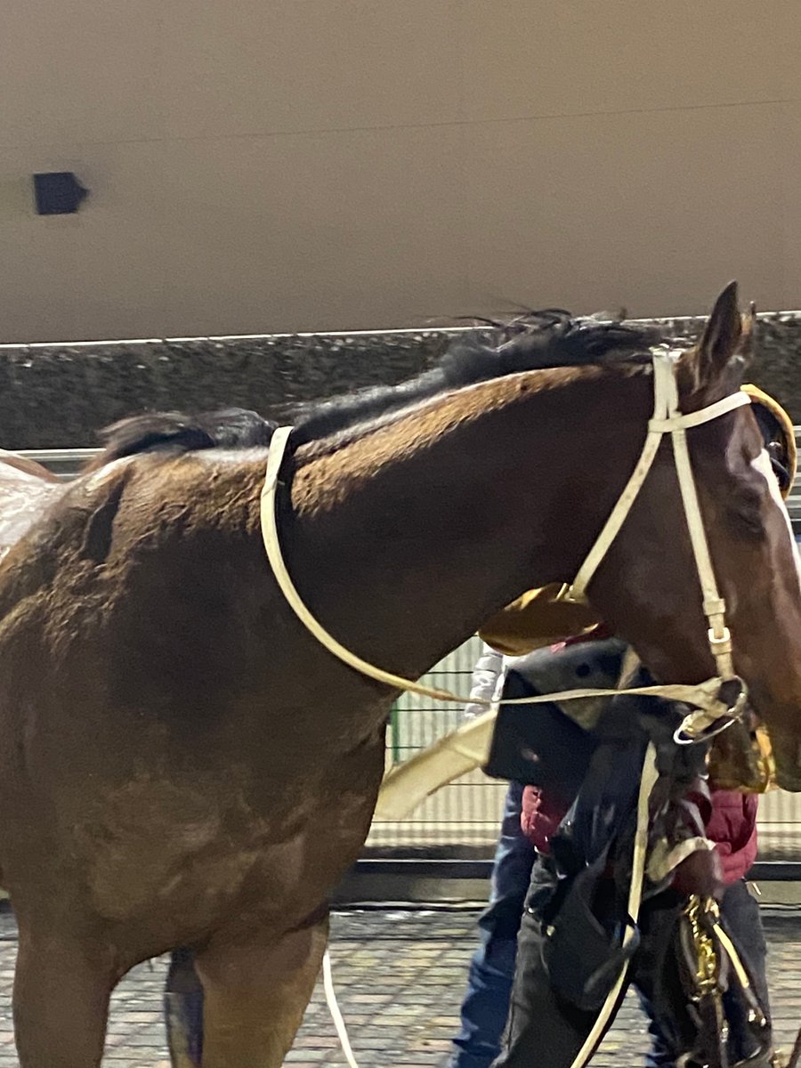 CenturyDowns's tweet photo. Congratulations to GHOSTLY SPITFIRE all connections for the win in race 8! https://t.co/ikzX6EwXDL