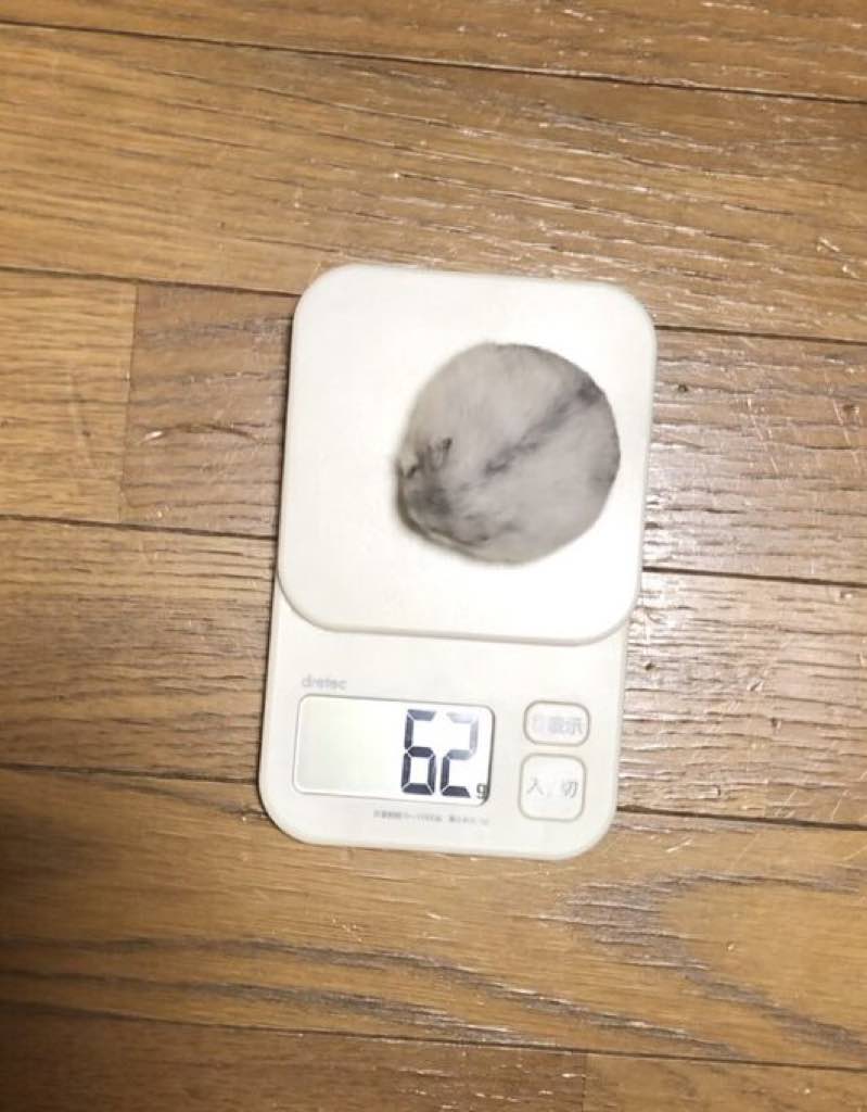 anikbdndbeaeo's tweet photo. Caught a quiet moment with my tiny friend on the scale — 62 g of pure fluff. What's your pet up to today? #Pets #Hamster https://t.co/nUReQAgZCw