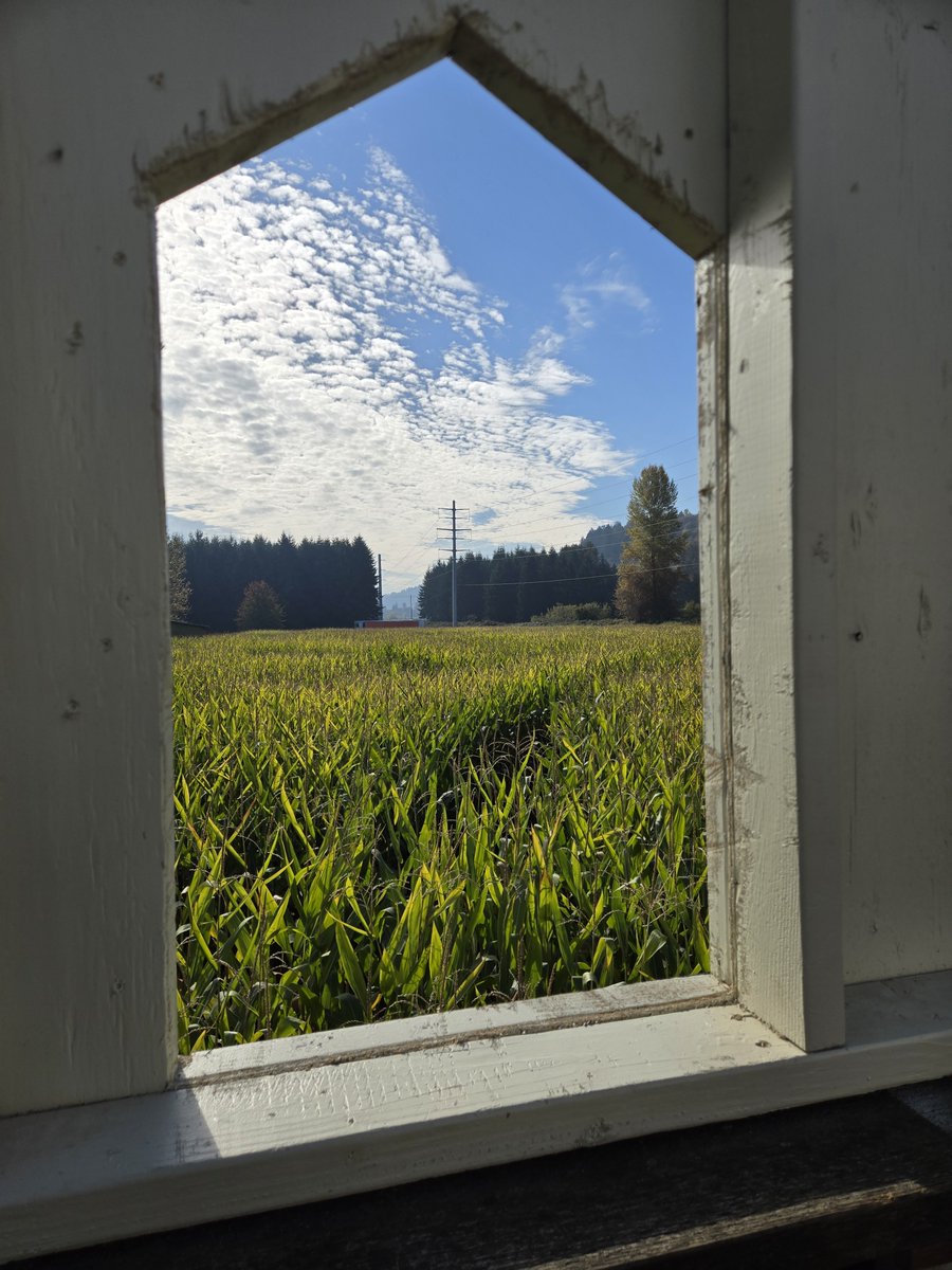 MeekersGhost's tweet photo. I look out upon my kingdom of corn from a window in my castle and think,

"Communists make fantastic fertilizer"

All is right in the Northwest. https://t.co/XRj3q6o7Wm