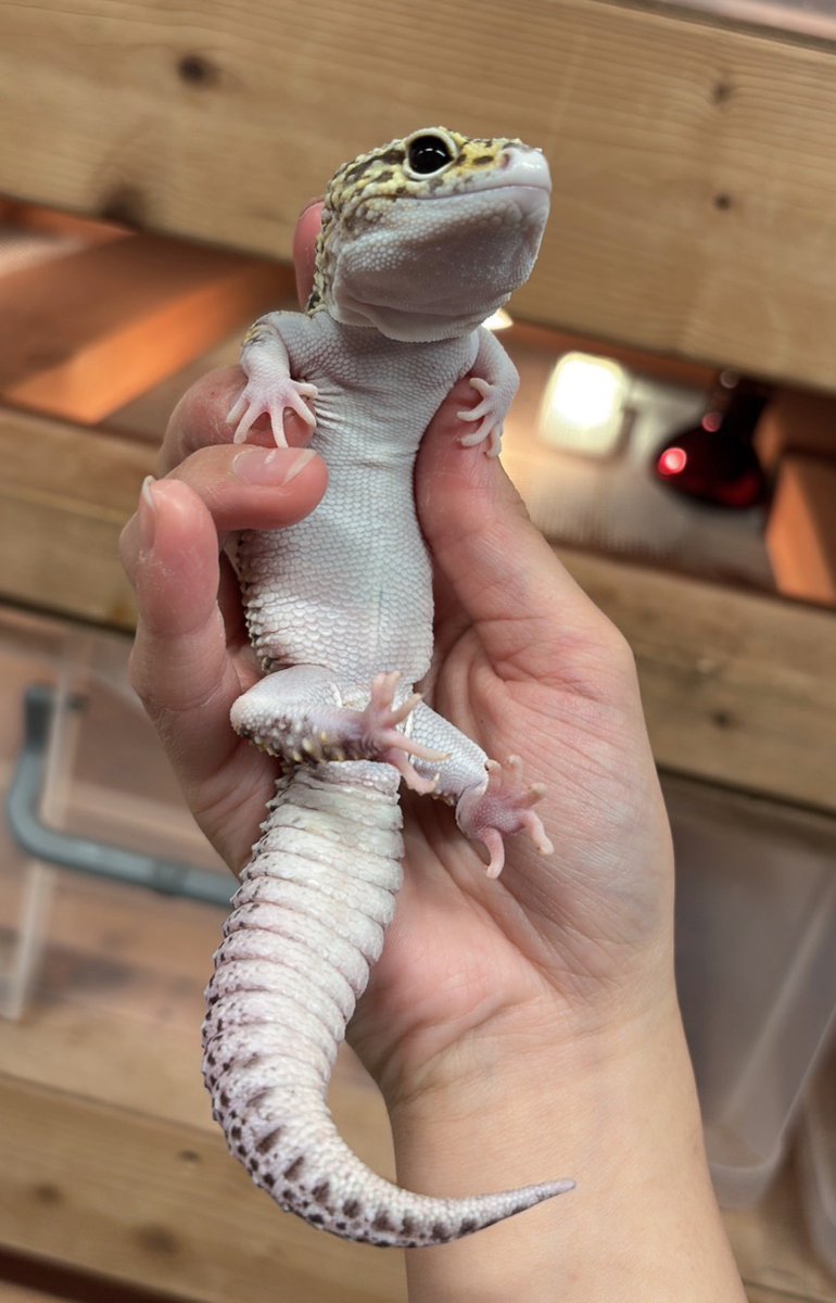 king_kaitori_ST's tweet photo. 買い取りました‼️

レオパードゲッコー🦎
ハイパーザンティックスノーエクリプス♂

64gﾑﾁﾑﾁです🦎🦎🦎

この生体が気になりましたらお近くのKENNY路面店へお問い合わせ下さい‼️

最新入荷情報をいち早くお届け‼️
フォローをして最新情報をチェック‼️

#followme #爬虫類 #爬虫類好きと繋がりたい https://t.co/gsRUZl6U9I