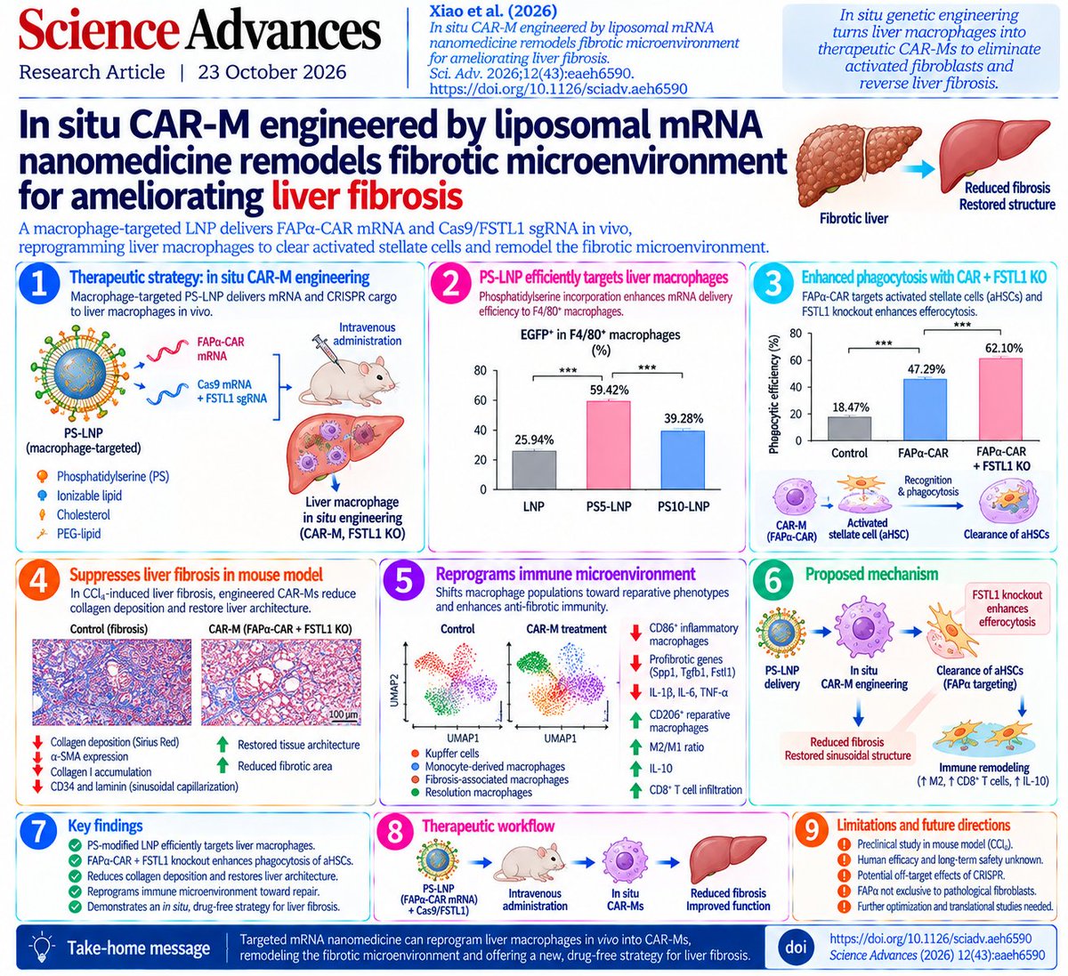 changmyung1981's tweet photo. 🧬🫀 What if liver fibrosis could be reversed by genetically engineering macrophages directly inside the body—without manufacturing CAR immune cells in a laboratory?

A new study in Science Advances introduces an in situ CAR-macrophage (CAR-M) engineering strategy using lipid nanoparticles (LNPs) to reprogram liver macrophages and remodel the fibrotic microenvironment.

The central discovery: FAPα-targeted CAR expression combined with CRISPR-mediated FSTL1 knockout enhances macrophage phagocytosis, suppresses fibrosis, and restores hepatic sinusoidal architecture in mice.

🔬 1. Engineering CAR-macrophages directly in vivo

Researchers developed phosphatidylserine-modified lipid nanoparticles (PS-LNPs) that preferentially deliver genetic cargo to hepatic macrophages.

The nanoparticles simultaneously carry:

• FAPα-CAR mRNA: Enables recognition of activated hepatic stellate cells (aHSCs).

• Cas9 mRNA + FSTL1 sgRNA: Disrupts the profibrotic FSTL1 gene.

This approach avoids the complex ex vivo manufacturing required for conventional CAR-M therapy.

⚡ 2. Phosphatidylserine improves macrophage targeting

Incorporating 5 mol% phosphatidylserine increased mRNA delivery efficiency in liver macrophages.

Among F4/80⁺ macrophages:

• Conventional LNP: 25.94% EGFP-positive

• PS5-LNP: 59.42% EGFP-positive

• PS10-LNP: 39.28% EGFP-positive

Thus, PS5-LNP provided the most effective formulation among those tested.

🧬 3. Dual engineering enhances targeted phagocytosis

FAPα-CAR enables macrophages to recognize activated fibroblasts.

FSTL1 disruption further enhances their engulfment capacity.

In vitro phagocytic efficiency increased from:

47.29% with CAR engineering alone → 62.10% with CAR + FSTL1 knockout.

CRISPR-mediated FSTL1 editing was confirmed by sequencing, with an overall editing efficiency of 32.92%.

These findings support complementary roles for antigen recognition and macrophage functional reprogramming.

🔥 4. Engineered macrophages suppress liver fibrosis

In a carbon tetrachloride (CCl₄)-induced mouse fibrosis model, combined CAR/FSTL1 engineering produced the strongest antifibrotic effects.

Histological analysis demonstrated:

• Reduced collagen deposition

• Lower α-SMA expression

• Reduced collagen I accumulation

• Improved hepatic tissue organization

• Restoration of liver sinusoidal endothelial cell fenestrae

The treatment also reduced CD34 and laminin expression, indicating attenuation of pathological sinusoidal capillarization.

🧠 5. Macrophage reprogramming reshapes hepatic immunity

The combined intervention shifted macrophage populations toward reparative phenotypes.

Observed changes included:

• Reduced CD86⁺ inflammatory macrophages

• Increased CD206⁺ reparative macrophages

• Higher M2/M1 ratio

• Increased IL-10

• Reduced IL-1β, IL-6, and TNF-α

• Increased intrahepatic CD8⁺ T-cell infiltration

These findings suggest that CAR-M therapy can influence both fibrogenic cells and the broader immune microenvironment.

🔍 6. Single-cell RNA sequencing reveals extensive remodeling

scRNA-seq identified changes in four macrophage populations:

Kupffer cells | Monocyte-derived macrophages | Fibrosis-associated macrophages | Resolution macrophages
Following combined treatment:
• Fibrosis-associated macrophages decreased.
• Resolution-associated macrophages expanded.

• Profibrotic genes, including Spp1, Tgfb1, and Fstl1, were suppressed.

• Reparative markers, including Il10 and Clec4f, increased.

Cell–cell communication analysis suggested reduced TGF-β signaling and enhanced IL-10-associated communication.

These transcriptional findings support broad immune remodeling, although inferred signaling interactions require functional confirmation.

💊 7. Implications for next-generation antifibrotic therapy

This study suggests a modular therapeutic strategy:

Macrophage-targeted LNP → In situ CAR expression + FSTL1 editing → Activated fibroblast clearance → Immune remodeling → Fibrosis reduction

Potential applications could extend beyond liver fibrosis to cardiac, pulmonary, and renal fibrotic diseases.

⚠️ Important limitations

The therapeutic strategy was evaluated in a CCl₄-induced mouse model.

Long-term efficacy, durability of gene editing, off-target CRISPR effects, and immune safety remain unresolved.

FAPα is not exclusive to pathological fibroblasts, raising potential tissue-specific safety concerns.

Human efficacy has not been established.

The broader implication

CAR-based immunotherapy may extend beyond cancer treatment.

Rather than manufacturing engineered immune cells outside the body, targeted RNA nanomedicine could potentially transform endogenous macrophages into programmable antifibrotic effectors.

The future of fibrosis treatment may involve eliminating pathological stromal cells while simultaneously reprogramming the tissue microenvironment toward repair.

📄 Xiao H, Li X, Cai K, et al.

In situ CAR-M engineered by liposomal mRNA nanomedicine remodels fibrotic microenvironment for ameliorating liver fibrosis.

Science Advances. 2026;12(43). Published October 23, 2026.

DOI: https://t.co/BtSbKXkgl5

📊 scRNA-seq dataset: GSE327385

https://t.co/WZhghYDfOj

#LiverFibrosis #CARM #Macrophages #Immunotherapy #LipidNanoparticles #mRNA #CRISPR #FSTL1 #FAP #HepaticStellateCells #SingleCellRNAseq #Nanomedicine #RegenerativeMedicine #DrugDiscovery